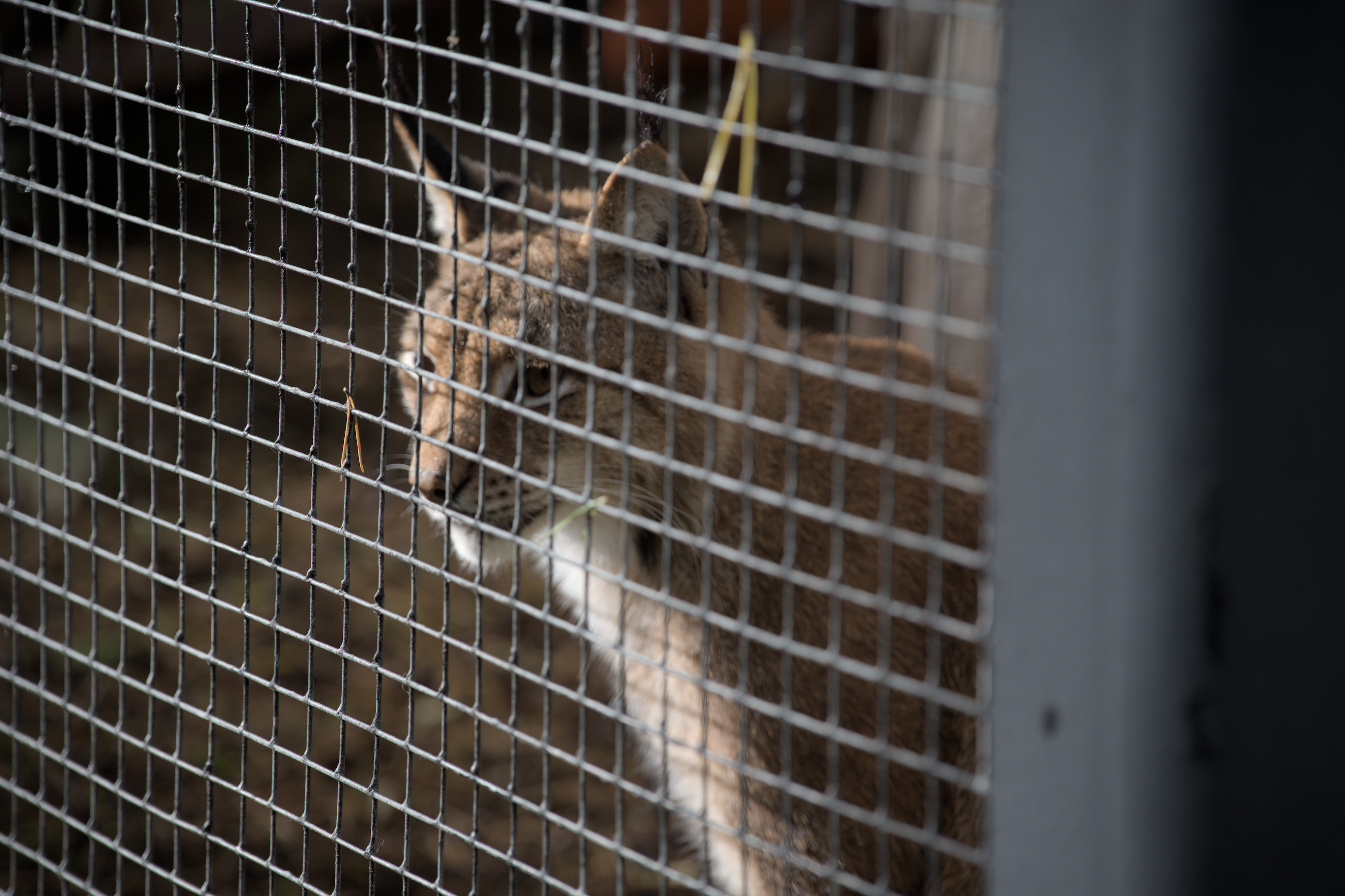 2025/10/12 - zoo/DSC_0349.jpg